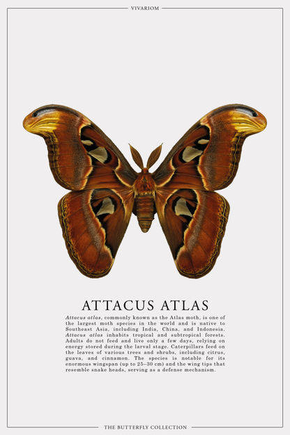 ATTACUS ATLAS
