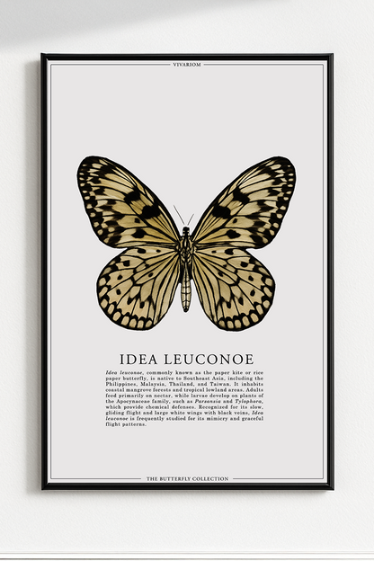 IDEA LEUCONOE