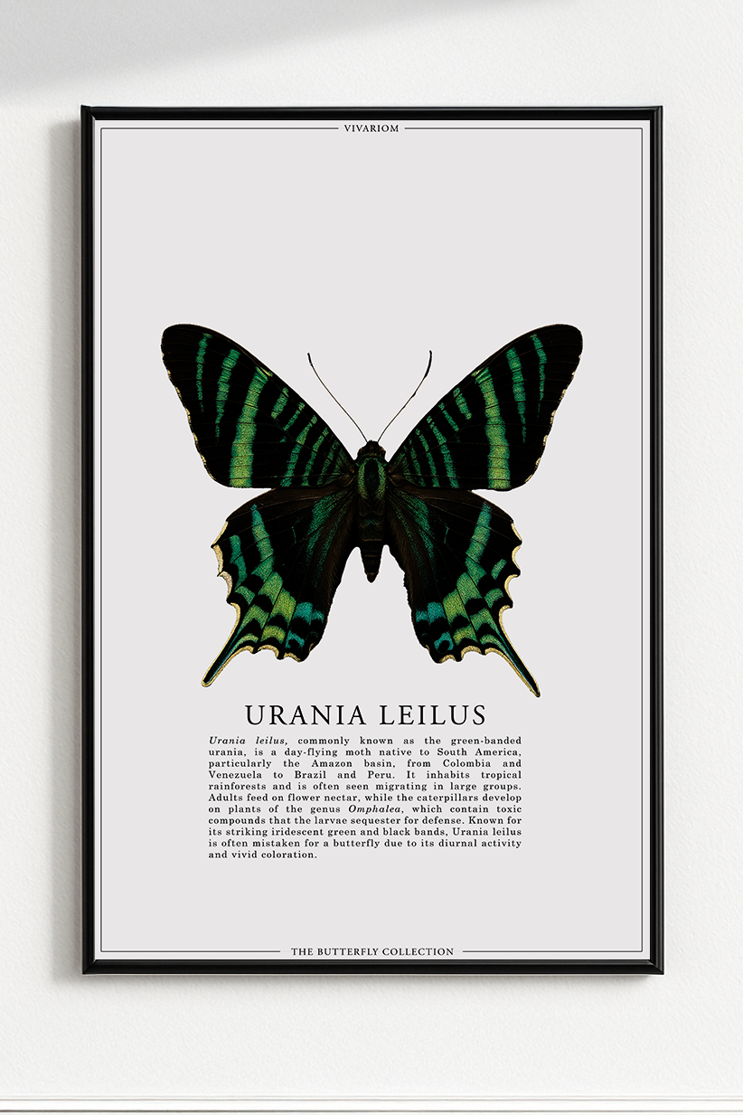 URANIA LEILUS
