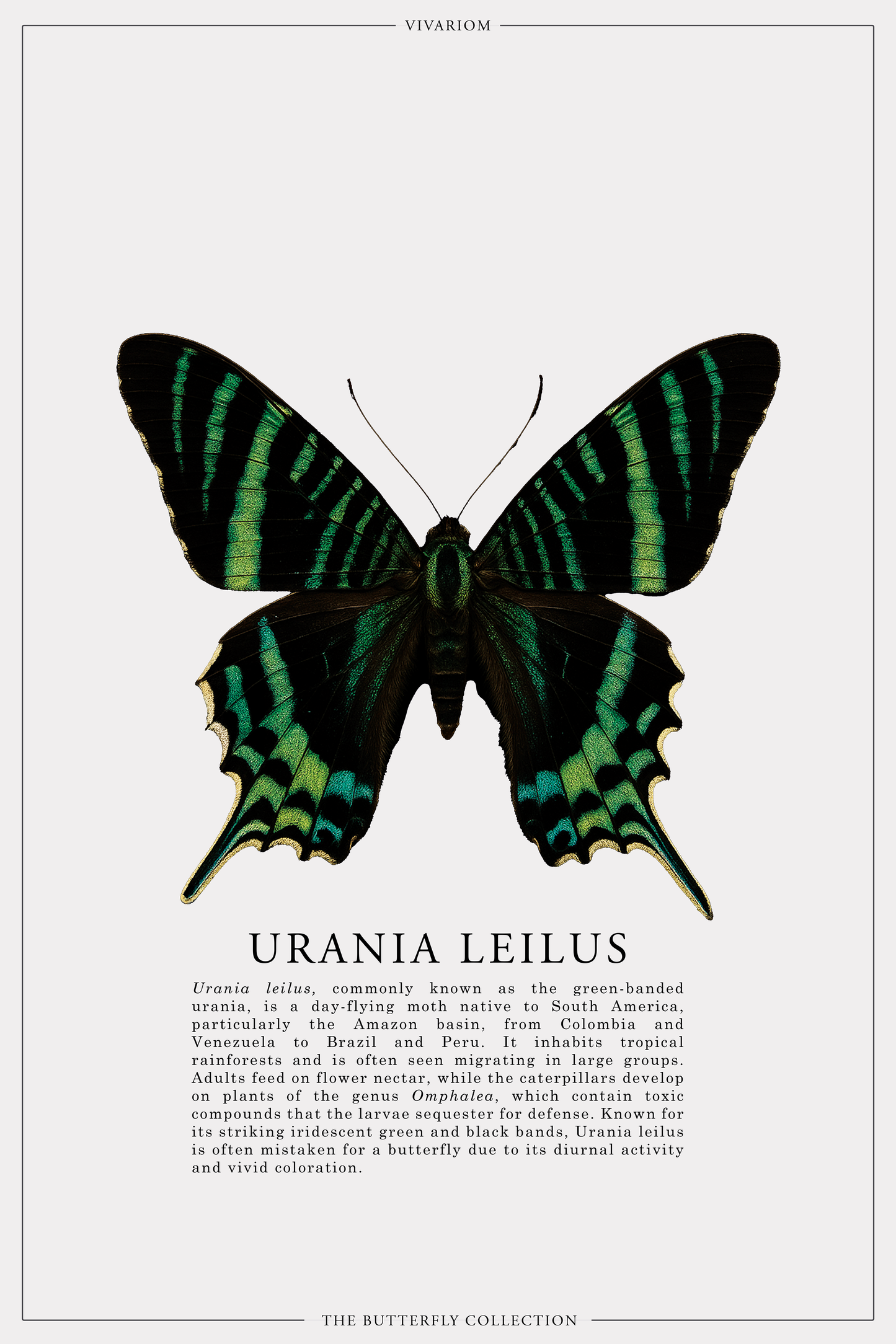 URANIA LEILUS