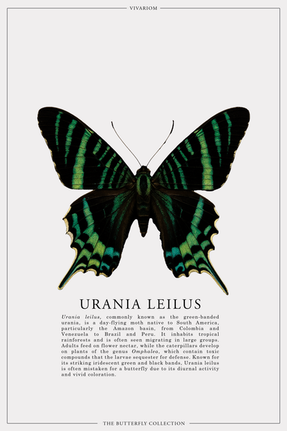 URANIA LEILUS