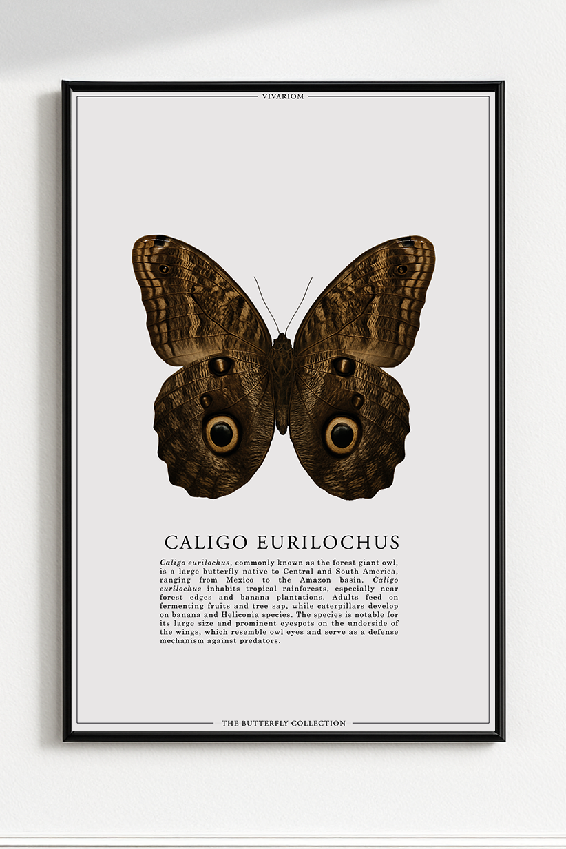 CALIGO EURILOCHUS