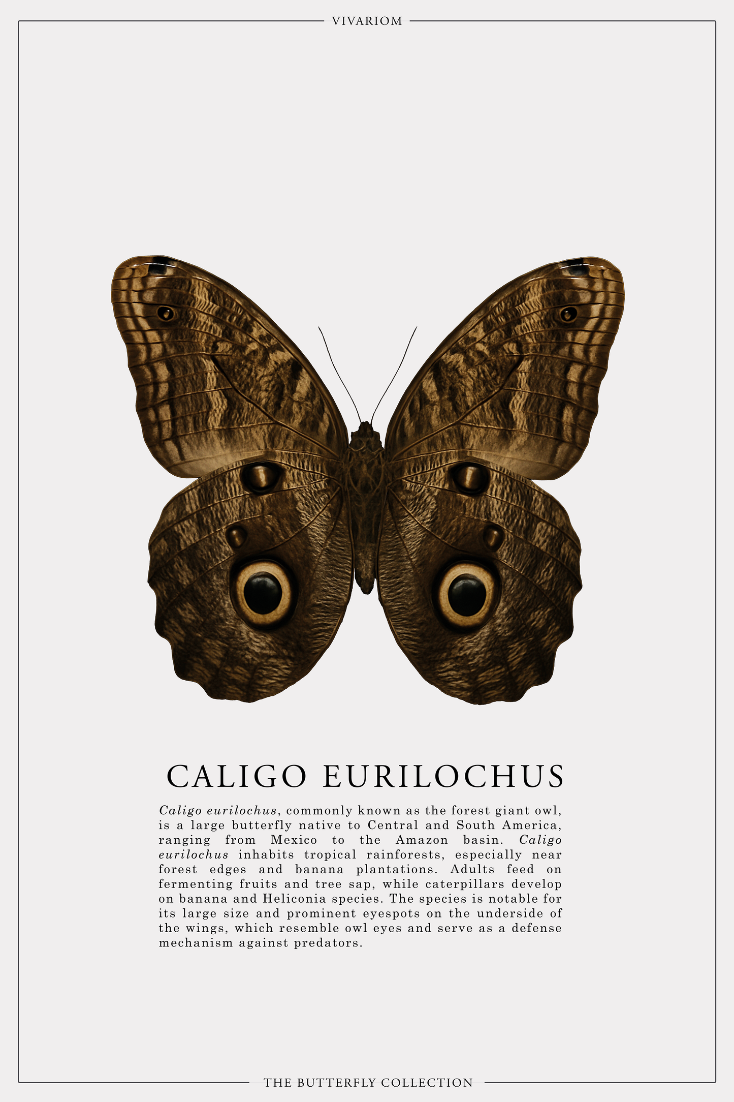 CALIGO EURILOCHUS