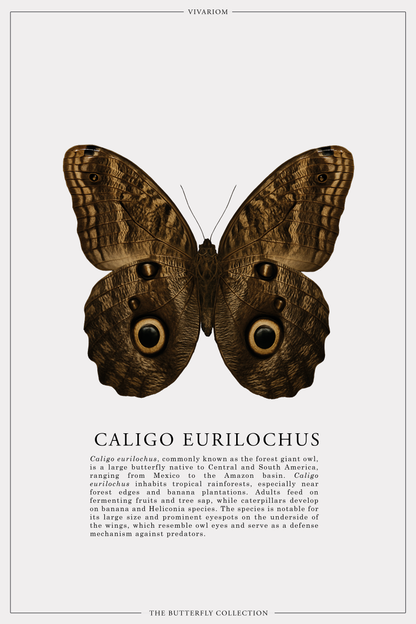 CALIGO EURILOCHUS