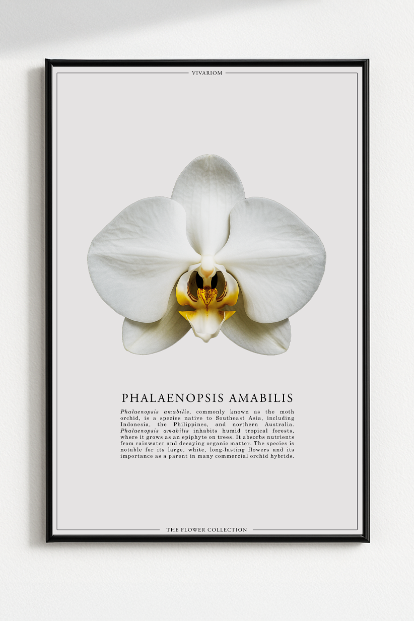 PHALAENOPSIS AMABILIS