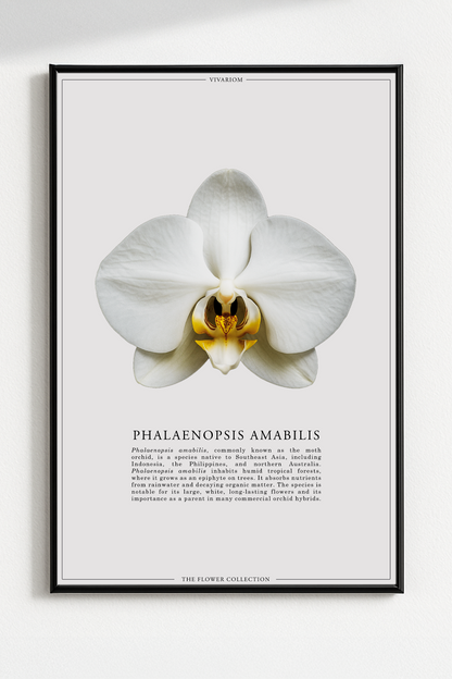 PHALAENOPSIS AMABILIS