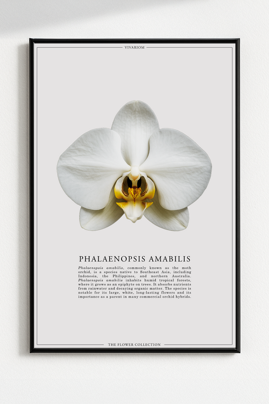PHALAENOPSIS AMABILIS