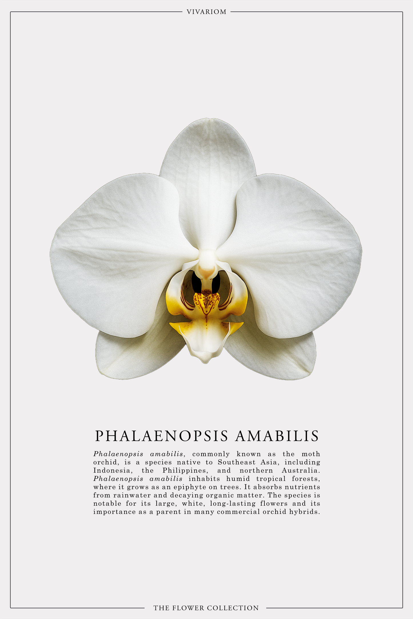 PHALAENOPSIS AMABILIS