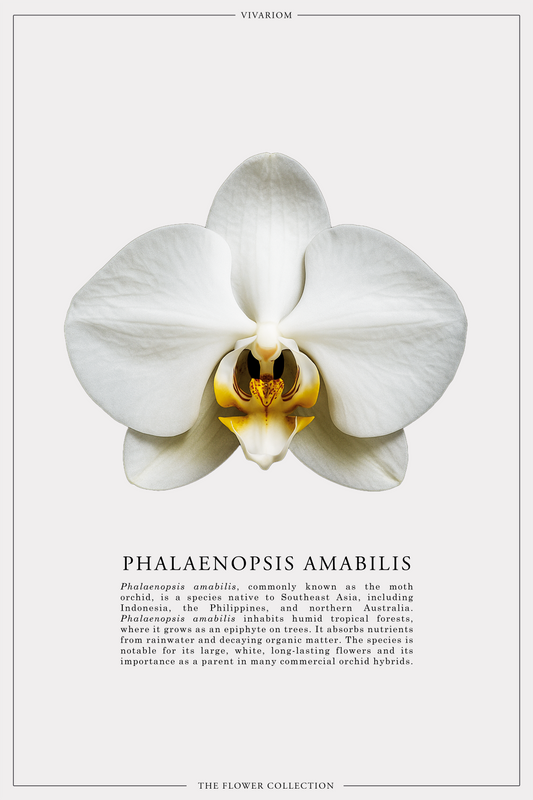 PHALAENOPSIS AMABILIS