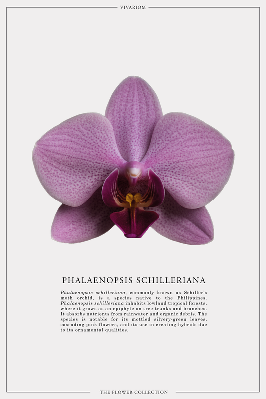 PHALAENOPSIS SCHILLERIANA