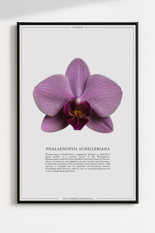 PHALAENOPSIS SCHILLERIANA