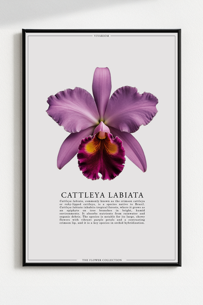 CATTLEYA LABIATA