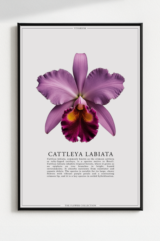 CATTLEYA LABIATA