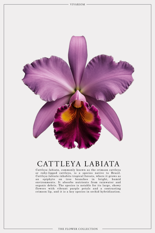 CATTLEYA LABIATA