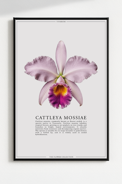 CATTLEYA MOSSIAE