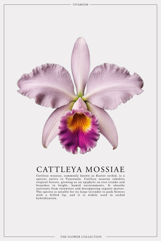 CATTLEYA MOSSIAE