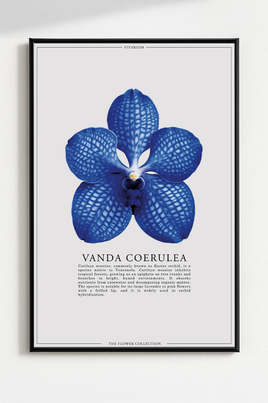 VANDA COERULEA