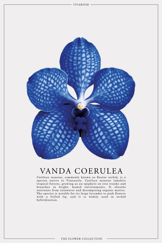 VANDA COERULEA