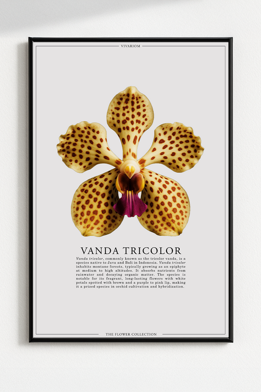 VANDA TRICOLOR