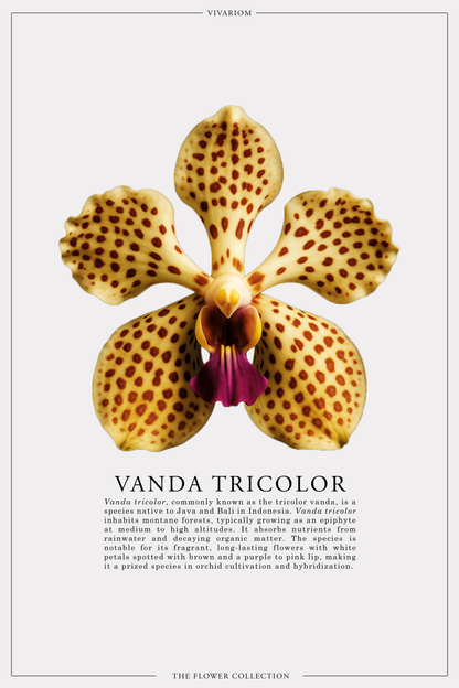 VANDA TRICOLOR