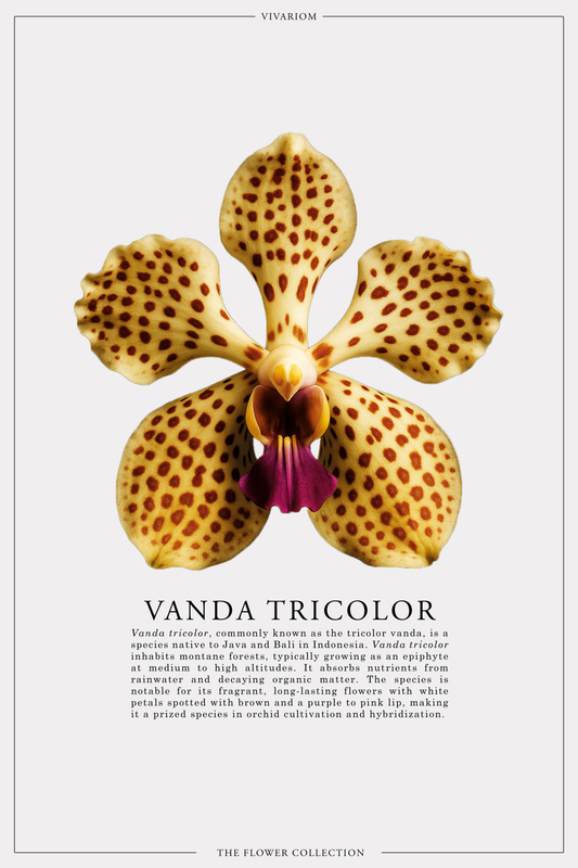 VANDA TRICOLOR