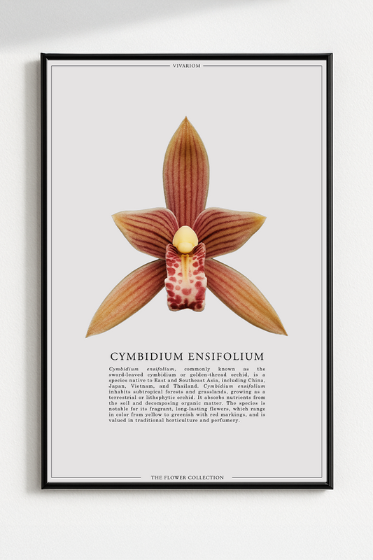 CYMBIDIUM ENSIFOLIUM