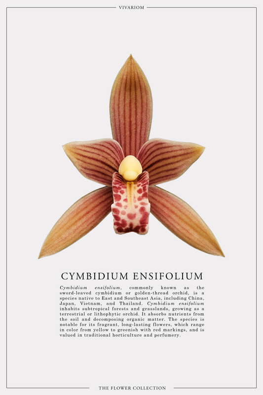 CYMBIDIUM ENSIFOLIUM