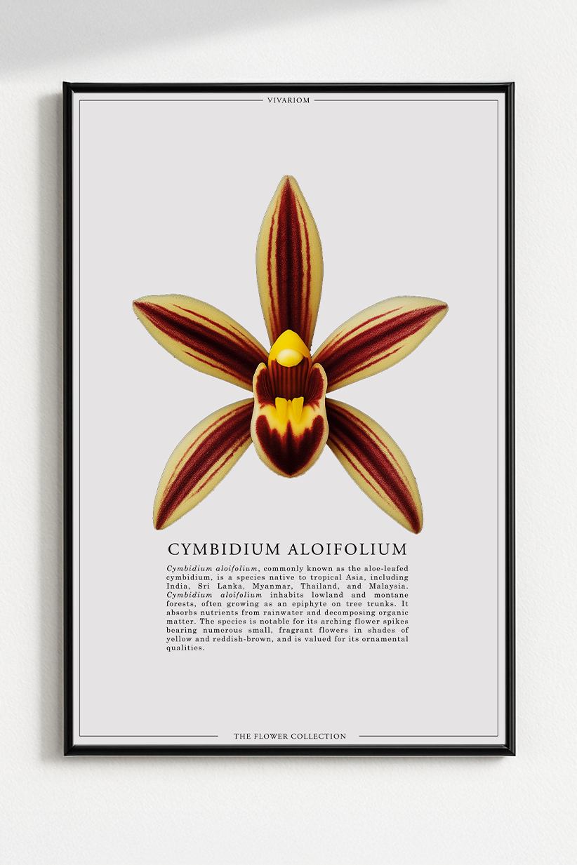 CYMBIDIUM ALOIFOLIUM