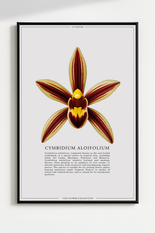 CYMBIDIUM ALOIFOLIUM