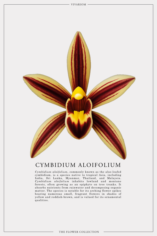 CYMBIDIUM ALOIFOLIUM