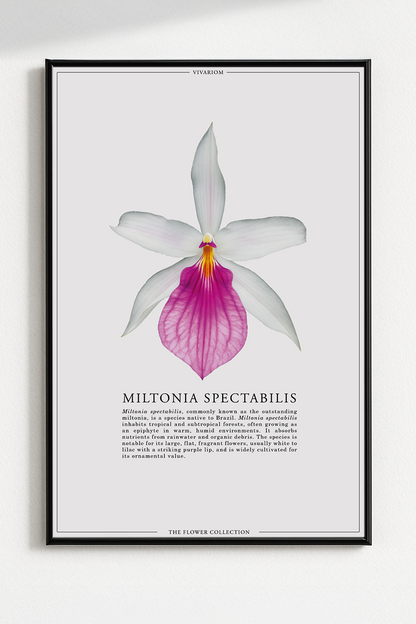 MILTONIA SPECTABILIS
