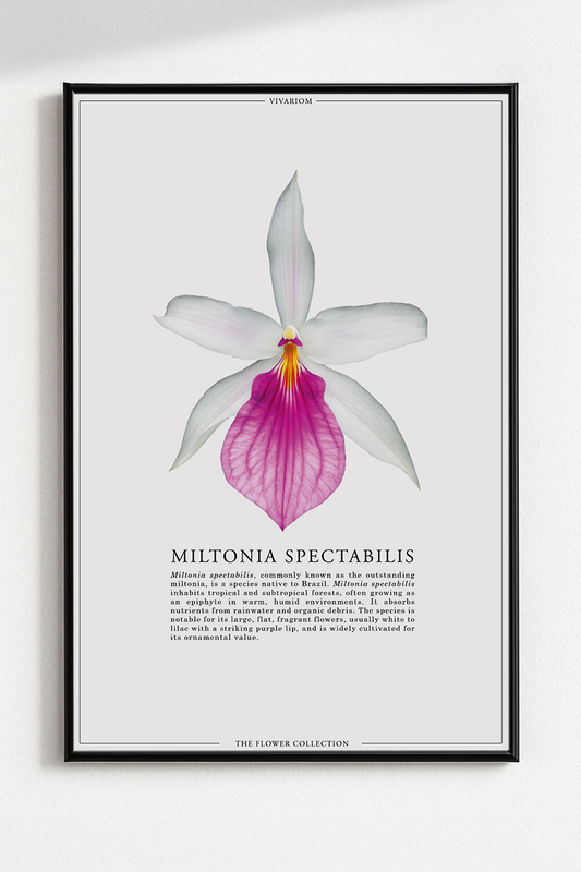MILTONIA SPECTABILIS