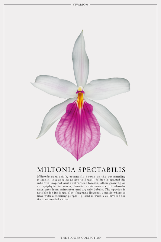 MILTONIA SPECTABILIS