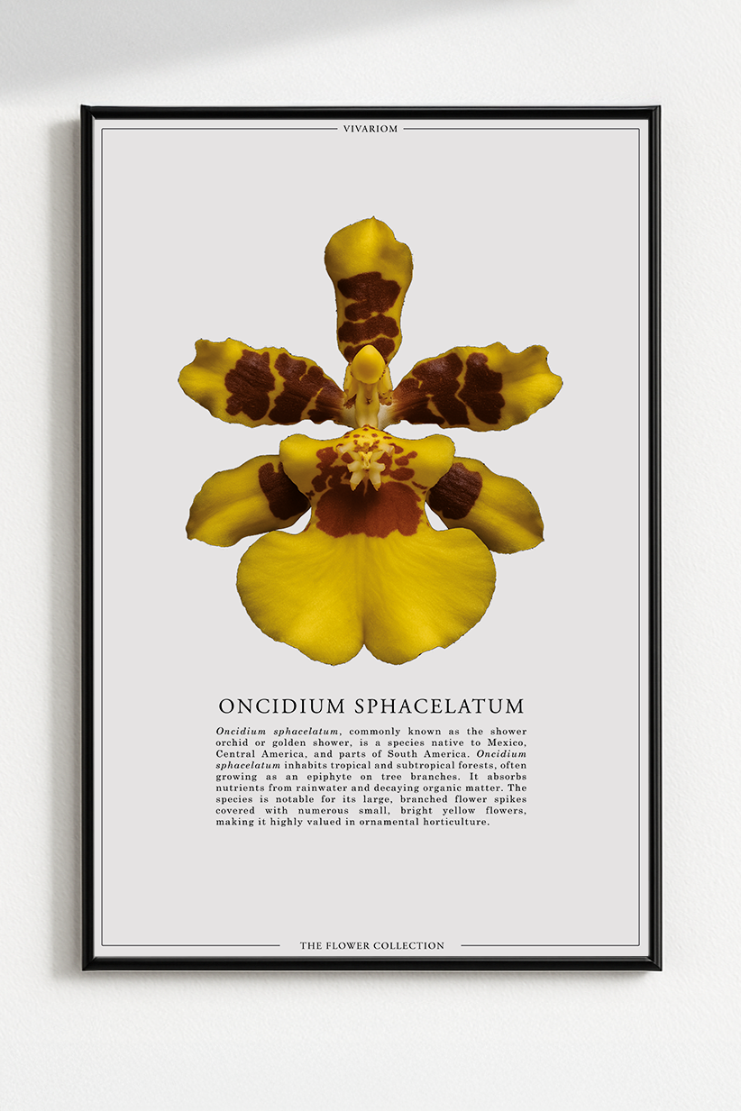 ONCIDIUM SPHACELATUM
