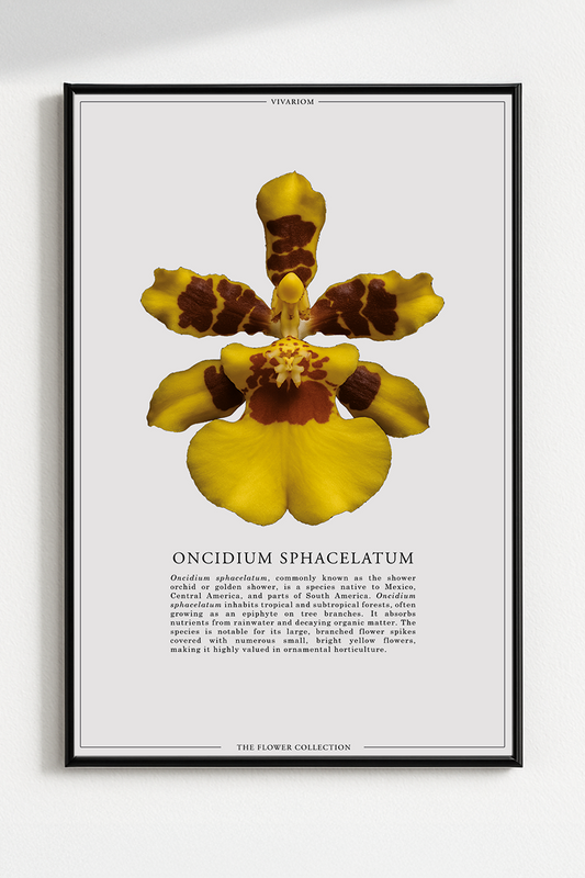 ONCIDIUM SPHACELATUM
