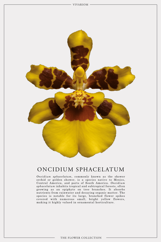 ONCIDIUM SPHACELATUM