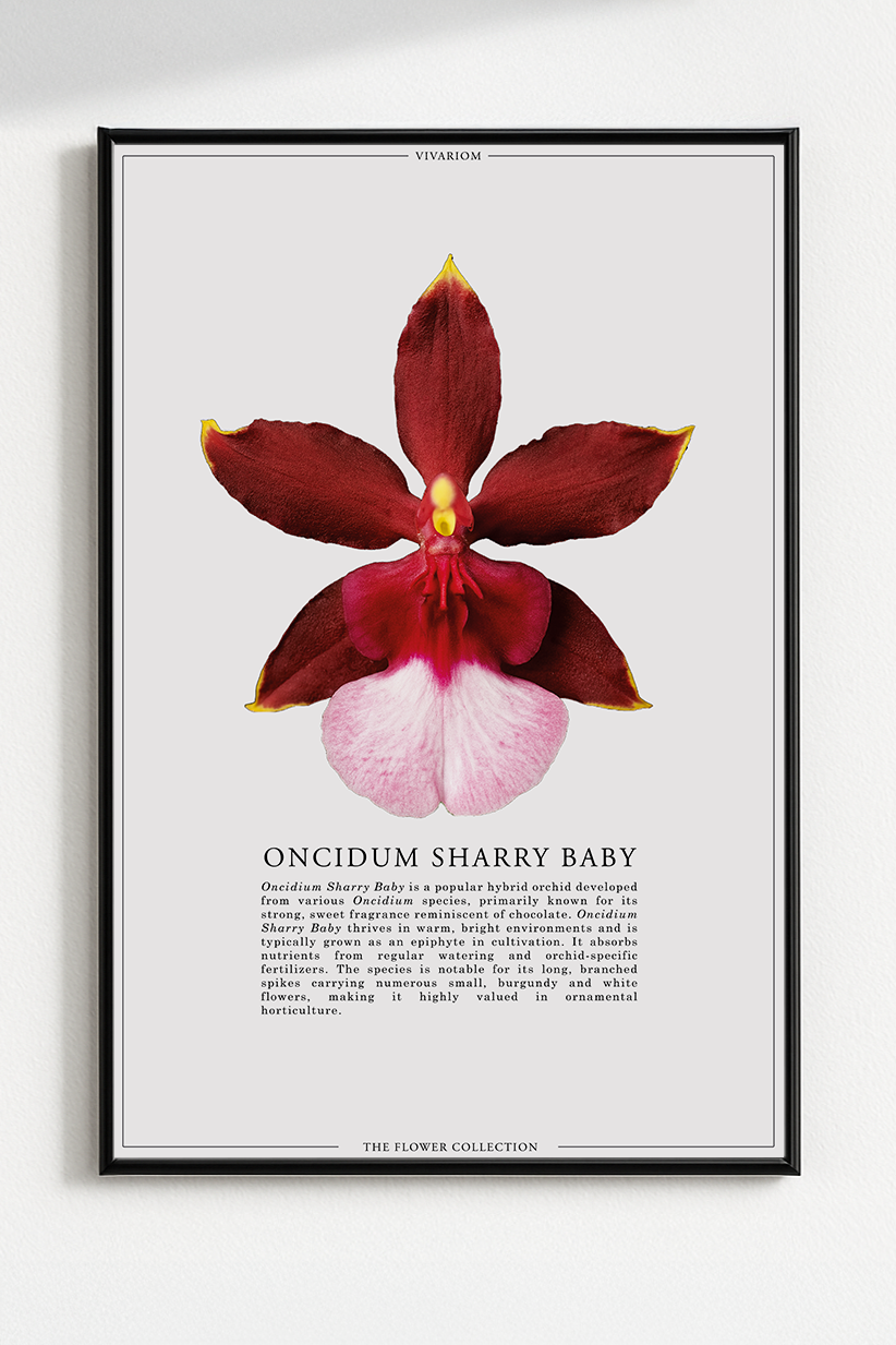 ONCIDIUM SHARRY BABY
