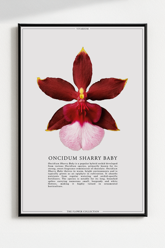 ONCIDIUM SHARRY BABY