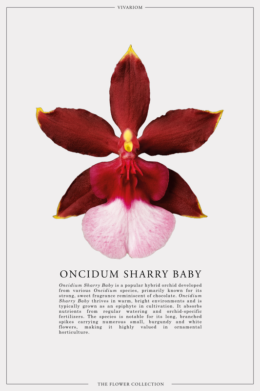 ONCIDIUM SHARRY BABY