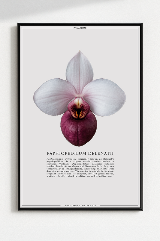 PAPHIOPEDILUM DELENATII