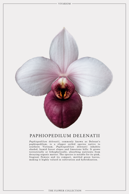 PAPHIOPEDILUM DELENATII