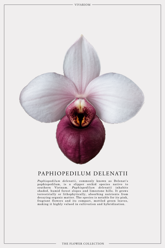 PAPHIOPEDILUM DELENATII