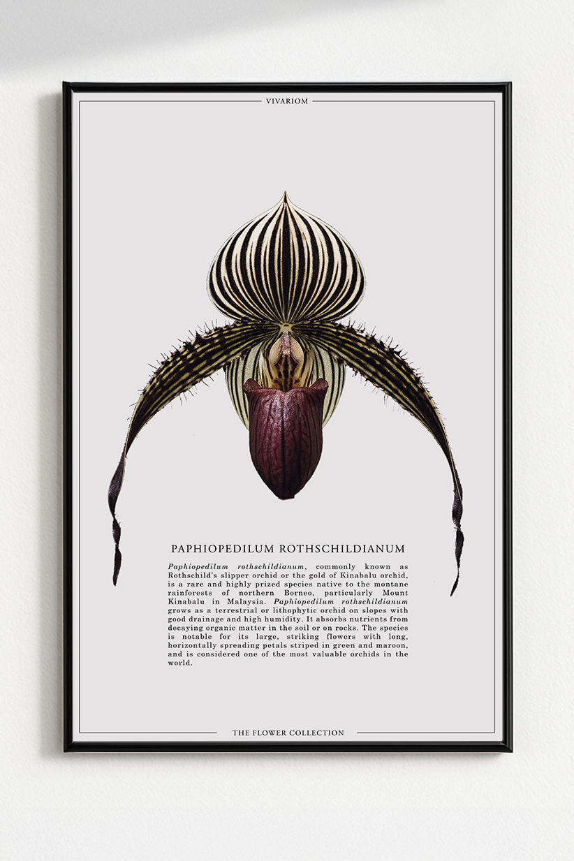 PAPHIOPEDILUM ROTHSCHILDIANUM