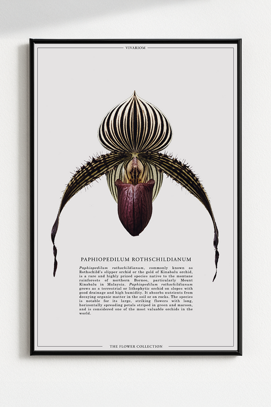 PAPHIOPEDILUM ROTHSCHILDIANUM