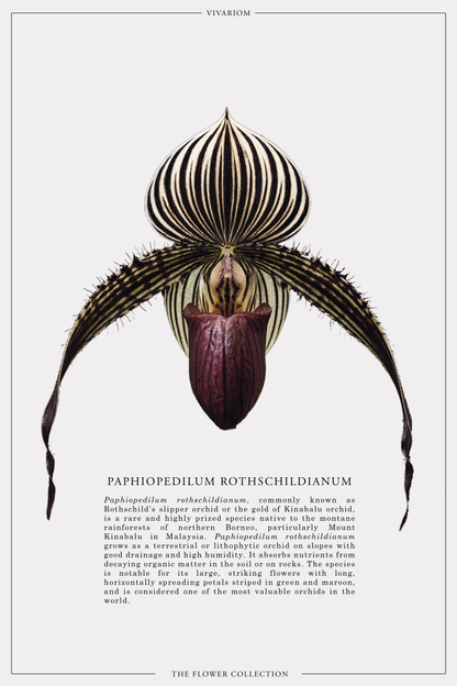 PAPHIOPEDILUM ROTHSCHILDIANUM