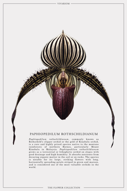 PAPHIOPEDILUM ROTHSCHILDIANUM