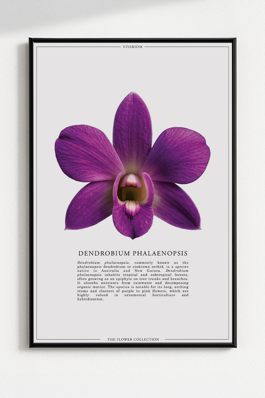 DENDROBIUM PHALAENOPSIS