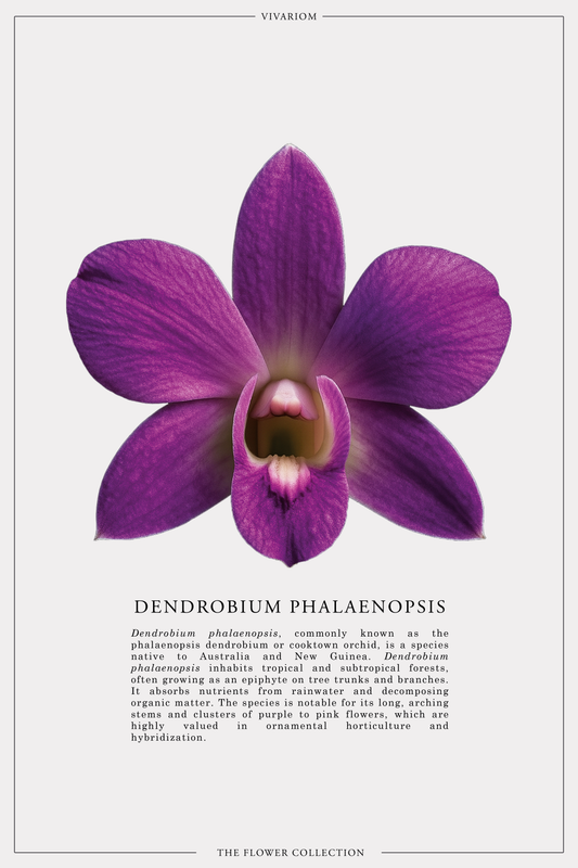 DENDROBIUM PHALAENOPSIS