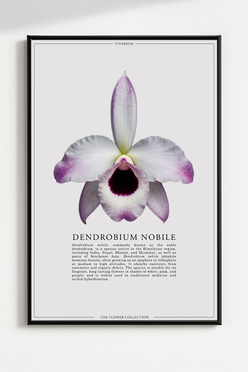 DENDROBIUM NOBILE