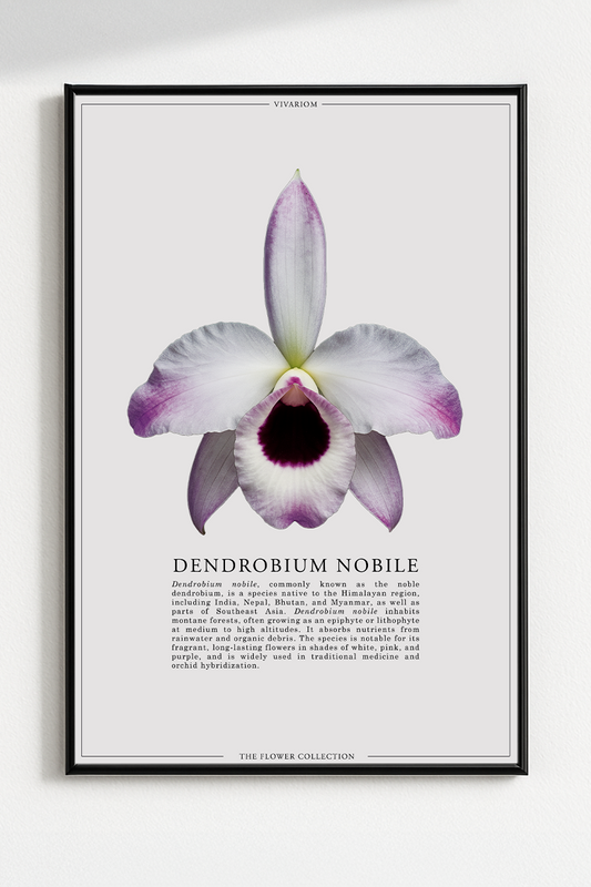 DENDROBIUM NOBILE